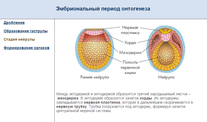 Эмбриональное развитие строение. Эмбриональный этап онтогенеза схема. Эмбриональный период онтогенеза стадия нейрулы. Эмбриональный период развития органогенез. Ранняя нейрула.