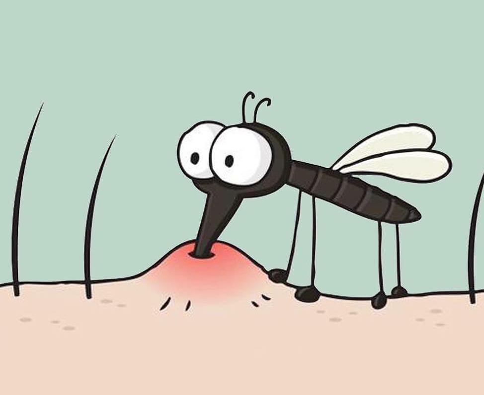 Мух ду. Смешной комарик. Веселый комар. Надоедливые насекомые.