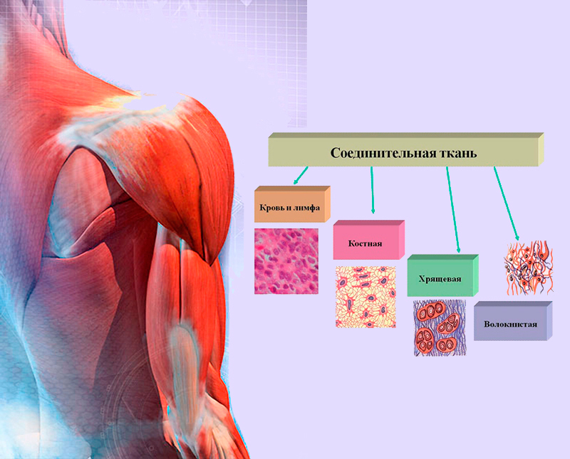 Картинки виды соединительной ткани