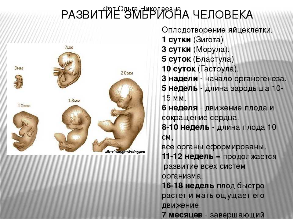 Плодный период развития человека картинка