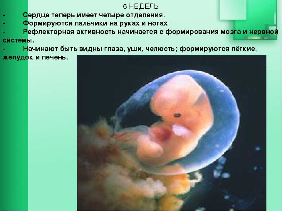 Срок плода 6 недель. Эмбрион в 5 недель - 6 недель. Размер эмбриона на 6 неделе беременности. Беременность 6 недель и 5 дней размер эмбриона. Плод 6 недель беременности размер плода.