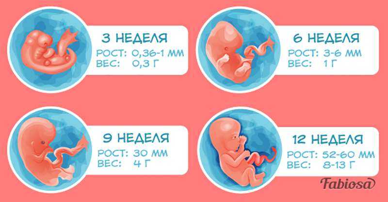 33 недели в месяцах. Эмбрион по неделям беременности 1 триместр. Развитие плода по неделям беременности 1 триместр. Триместры беременности по неделям. Недели беременности по месяцам.
