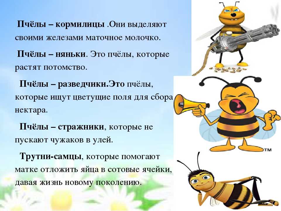 Пчелы для дошкольников. Интересное о пчелах для детей. Пчела для детей. Факты о пчелах для детей. Интересные факты о пчелах.