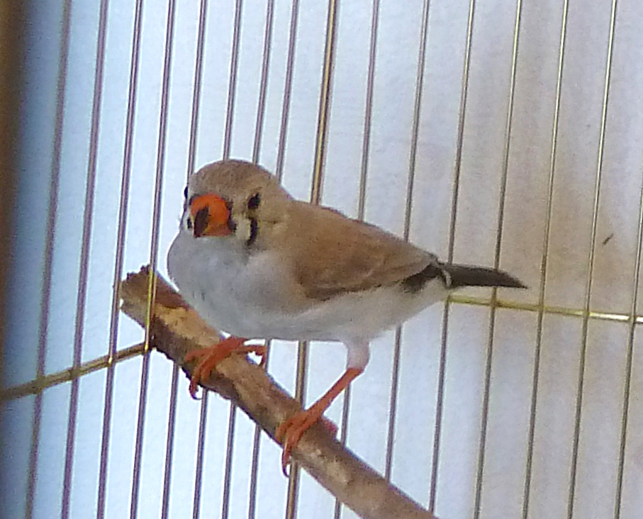 кормушки для амадинов зебровых. амадины и ткачики. зоомагазин амадин. зоомагазин амадин. зоомагазин амадин.