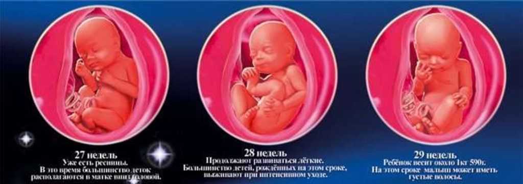 27 недель развитие. Плод в утробе матери 28 недель. Плод 27-28 недель в утробе. Формирование ребёнка в утробе матери.