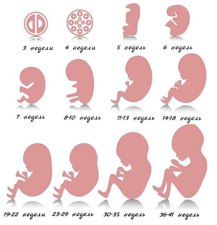 Развитие плода по неделям в картинках