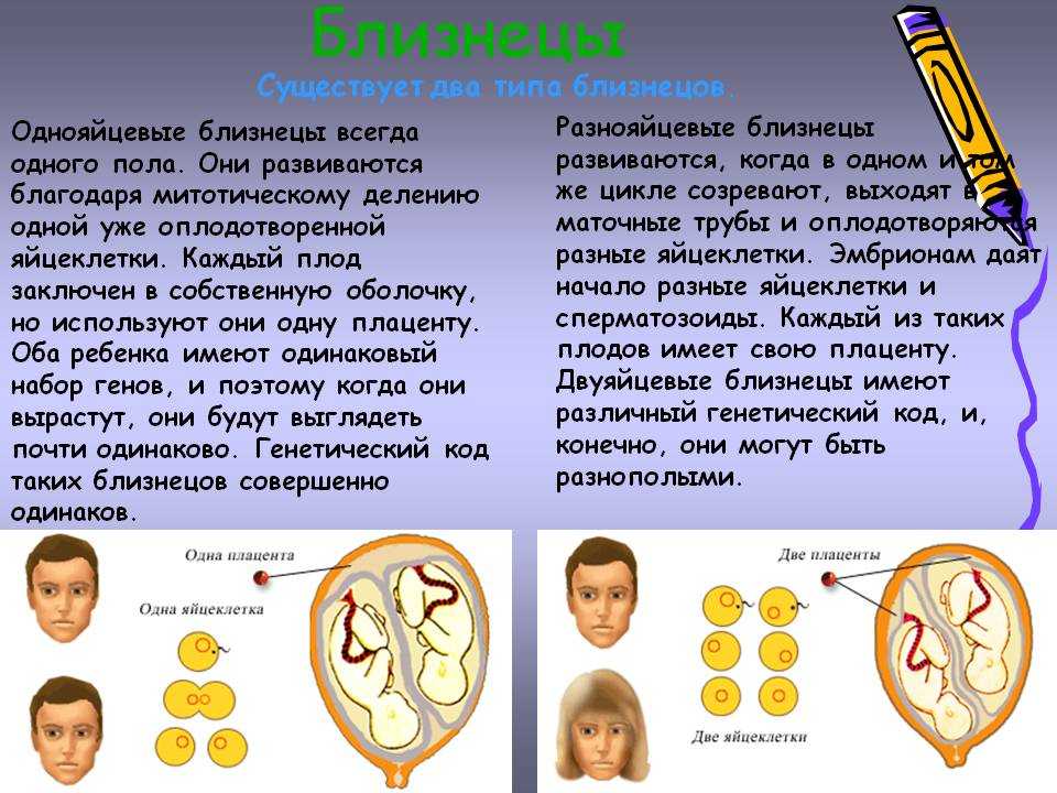 Близнецы похожи или нет проект по биологии