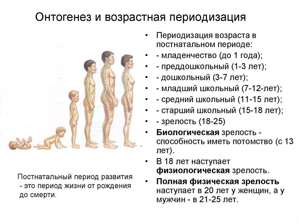 Начальный период развития человека картинка