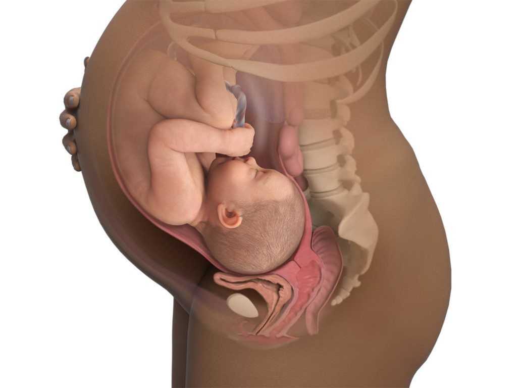 19 недель беременности фото плода в животе