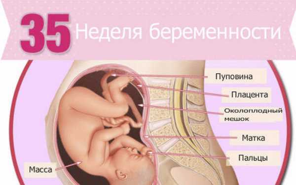 34 недели в месяцах. Расположение ребенка на 36 неделе. Расположение ребенка в утробе. Положение ребенка в животе. Ребёнок на 32 неделе беременности.