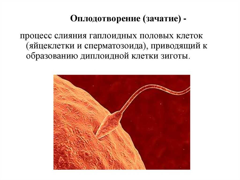 Зачатие это. Оплодотворение. Оплодотворение яйцеклетки. Процесс оплодотворения яйцеклетки человека. Оплодотворение картинки.