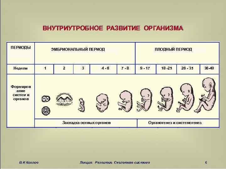 Схема развития эмбриона