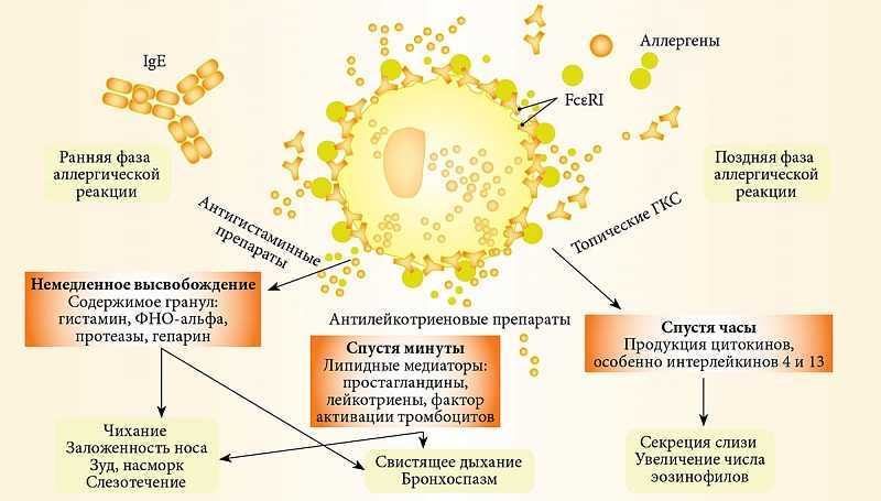 Схема развития аллергии