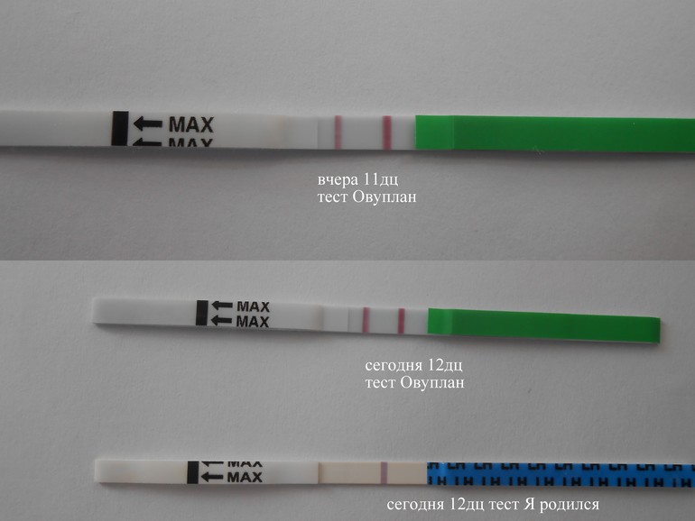 Беременный тест на овуляцию