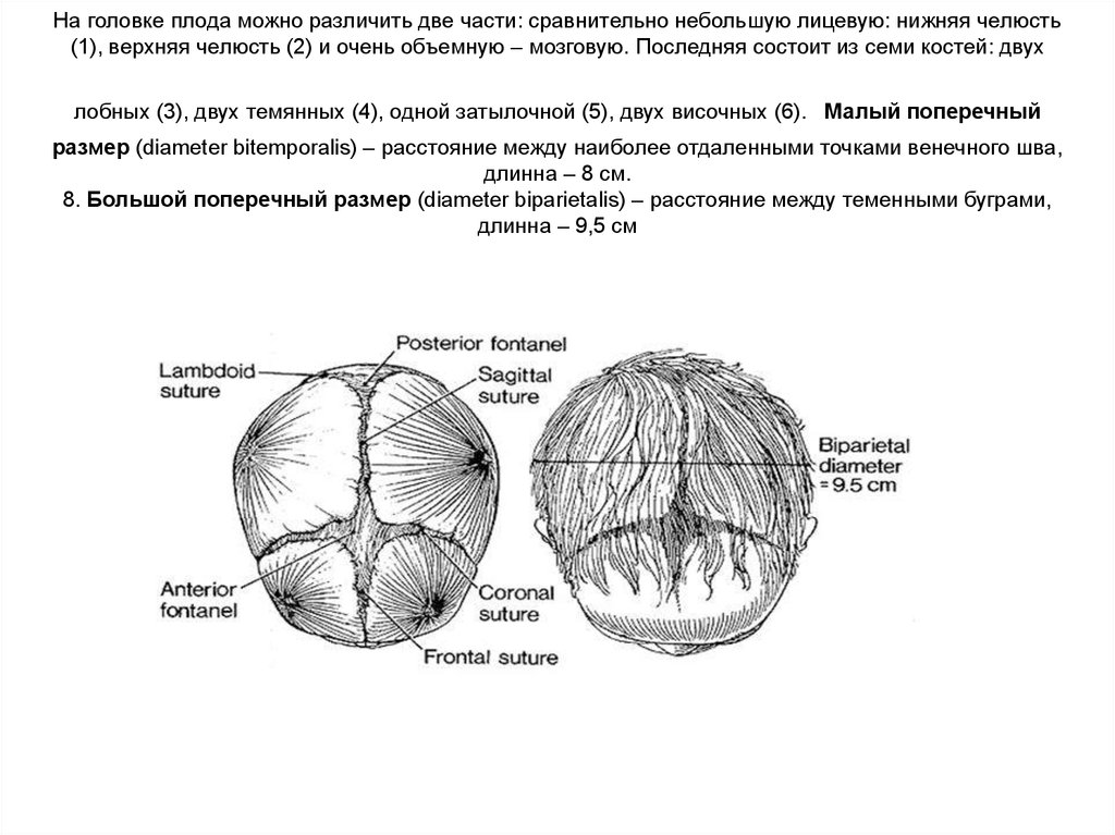 Прямой размер головки плода. Большой поперечный размер головки плода. Плод как объект родов Акушерство Размеры головки. Головка плода из каких частей состоит. Строение и Размеры головки плода.