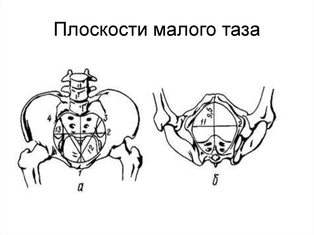 Рисунки малого таза