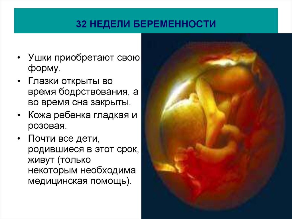 32 неделя беременности что происходит с мамой. Плод ребенка 32 недели беременности. Формирование плода в 32 недели беременности. Ребенок на 31-32 недели беременности. 3͓2͓н͓е͓д͓е͓л͓и͓ б͓е͓р͓е͓м͓.