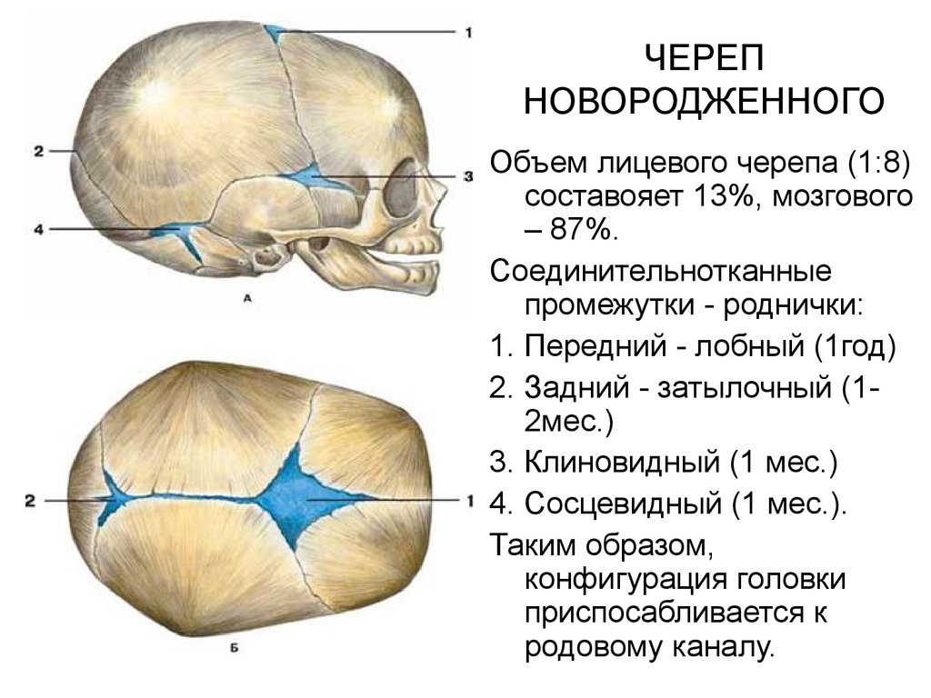Сколько родничков у младенцев. Соединение костей черепа роднички. Роднички анатомия.
