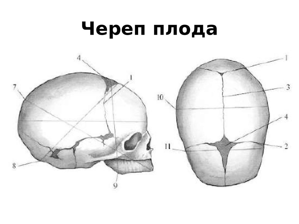 Презентация головка плода