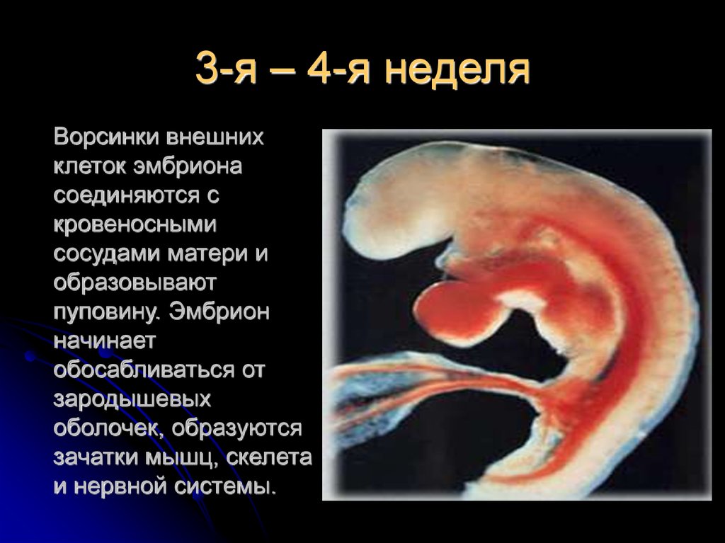 Эмбрион в 4 недели беременности фото