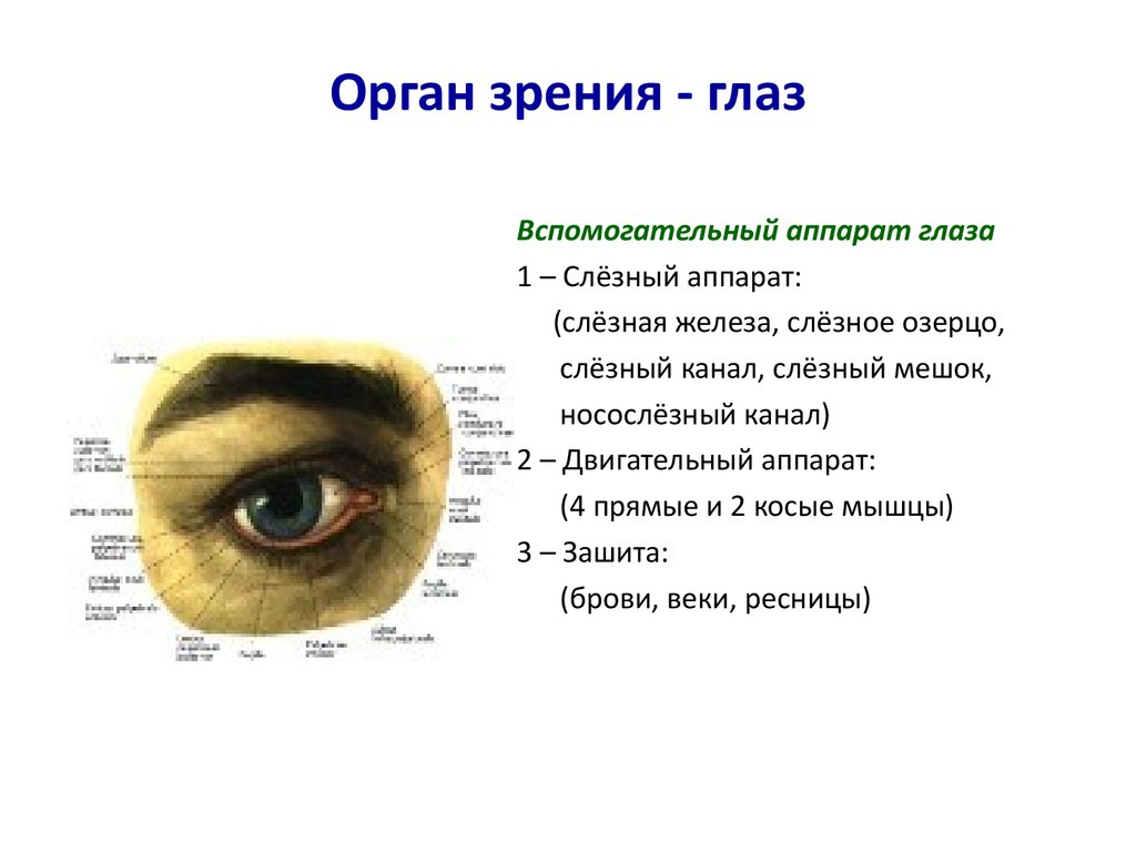 Орган зрения презентация