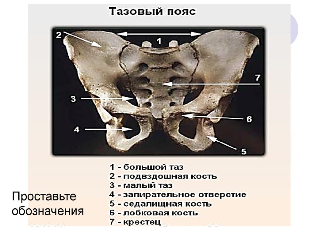 Малые кости. Большой таз и малый таз анатомия. Кости таза малый таз. Анатомия малый таз кости. Тазовый пояс.