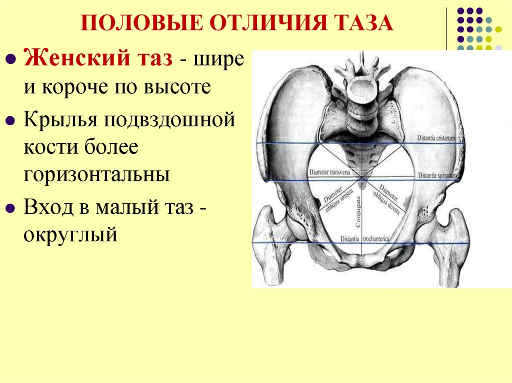 Как называется орган человека обозначенный на рисунке буквой а тазовая кость