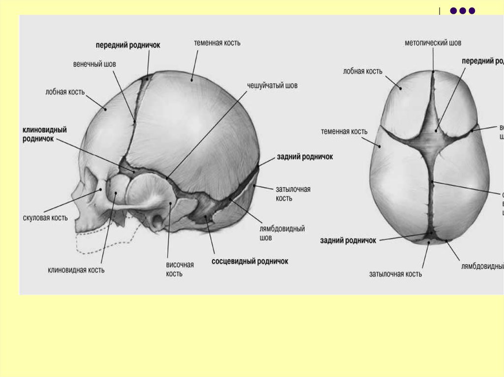 Что значит роднички. Соединения костей - швы, роднички. Соединение костей черепа роднички. Роднички черепа новорожденного таблица. Роднички передний и боковые задний.
