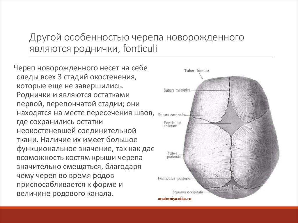 Стреловидный шов фото