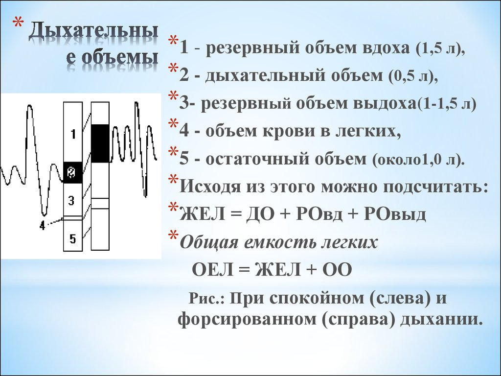 Схема функционального деления общей емкости легких среднестатистического взрослого человека