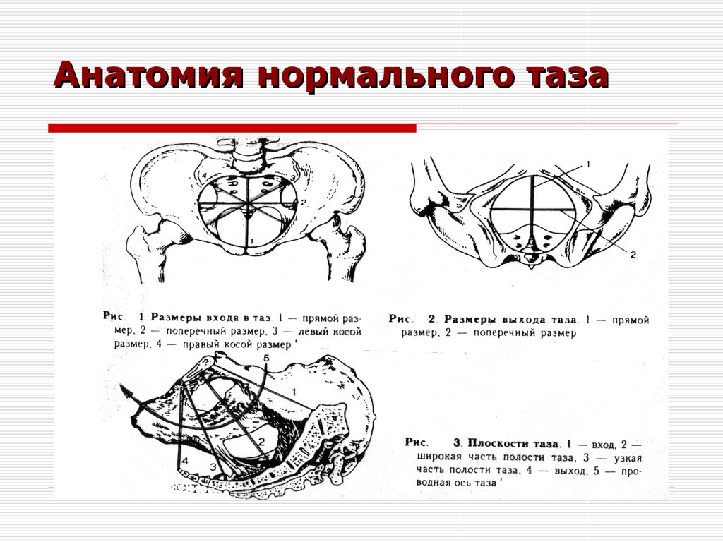 Схема таза женщины