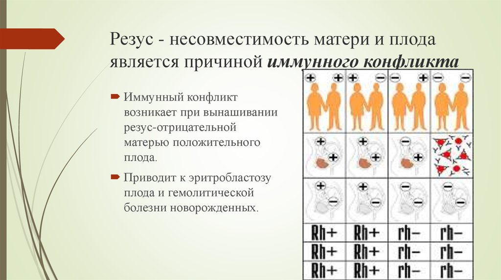 Резус несовместимость матери и плода презентация