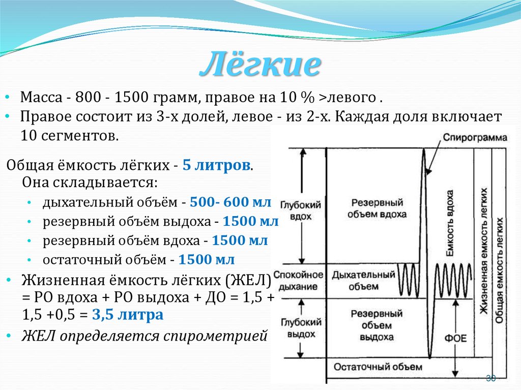 Схема функционального деления общей емкости легких среднестатистического взрослого человека