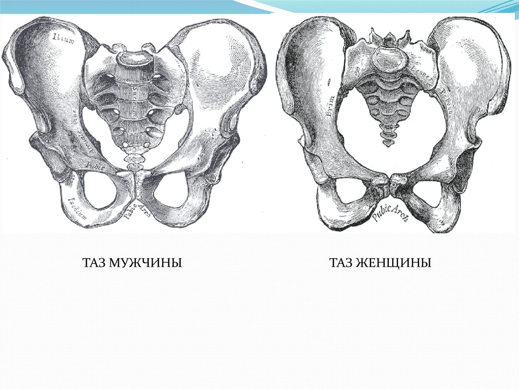 Кости женщины. Кости таза мужчины анатомия. Таз мужчины и женщины анатомия. Строение таза мужчины и женщины. Строение таза у мужчины.