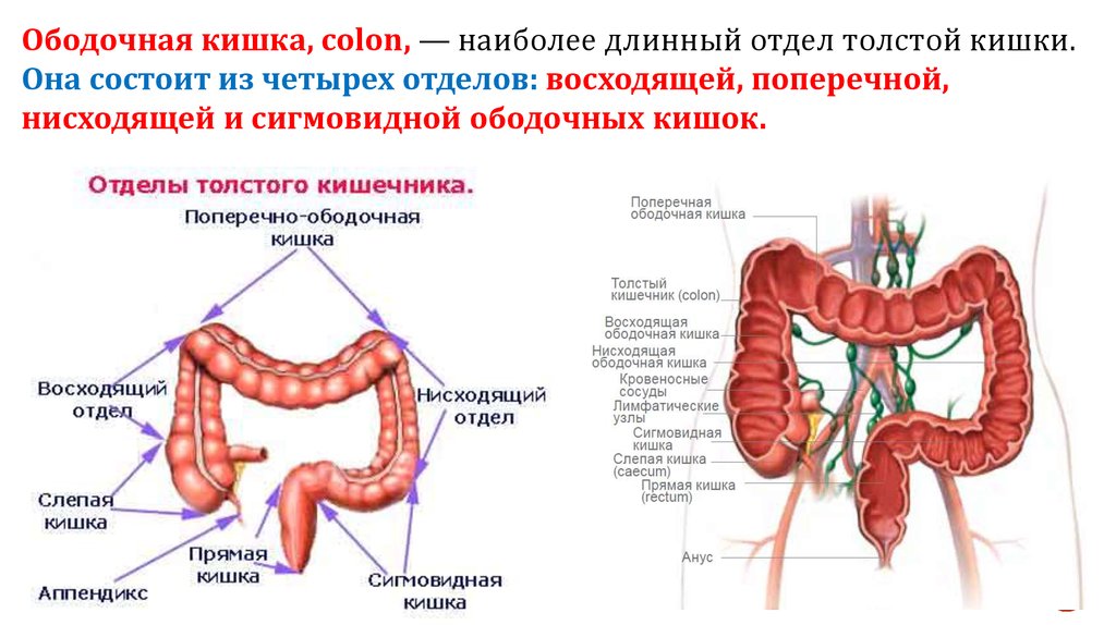 Ободочная кишка где находится и как болит