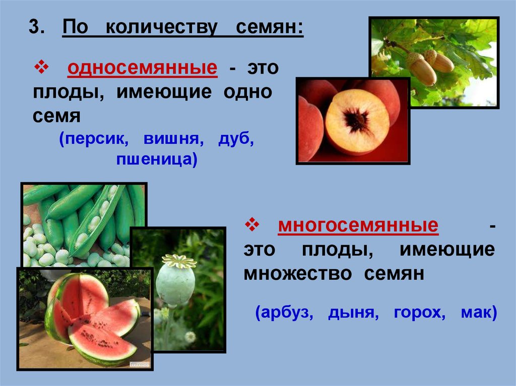 Плод участвует. Типы плодов по количеству семян. Односемянные и многосемянные плоды. Односемянные плоды это в биологии. Яблоко односемянный или многосемянный плод.