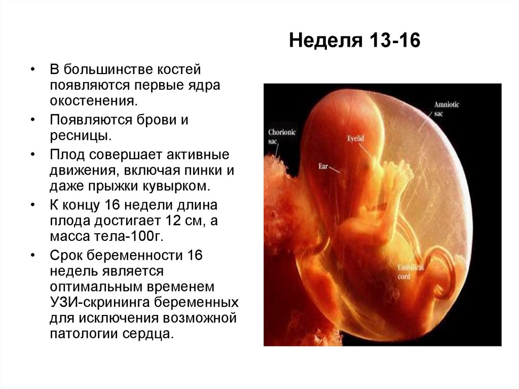 Эмбрион на 12 неделе беременности как выглядит фото