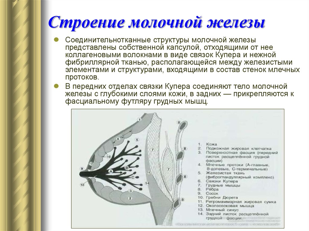 Строение молочной. Связка Купера молочной железы анатомия. Связка поддерживающая молочную железу. Куперовы связки молочной железы. Строение протоков молочной железы.