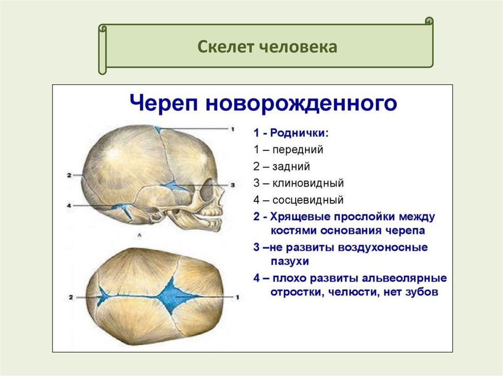 Кости новорожденного