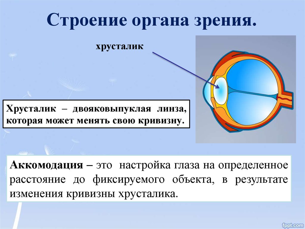 Орган зрения картинки