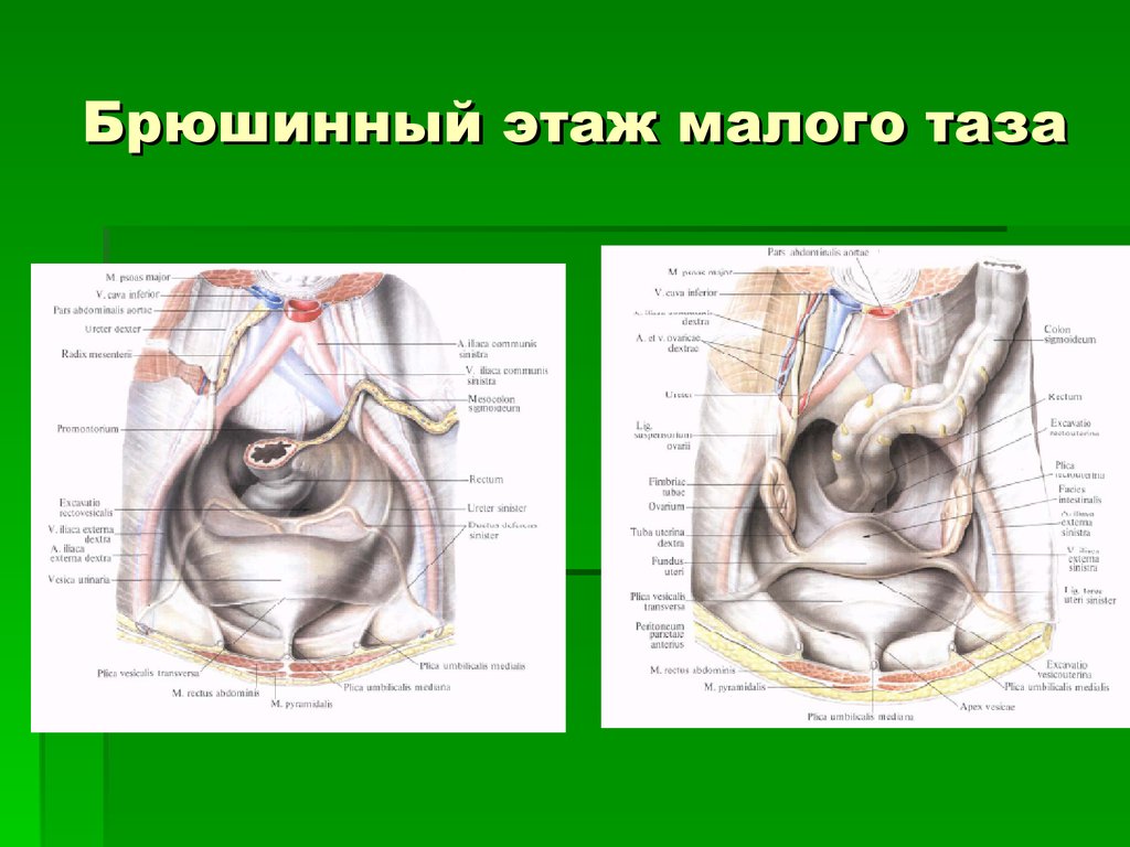 Схема малого таза