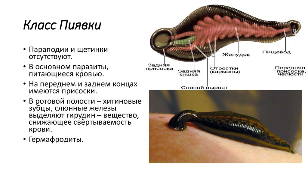 Большая Ложноконская пиявка строение