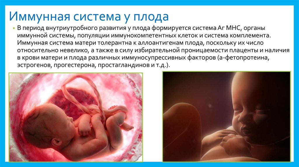 Внутриутробное развитие организма развитие после рождения. Внутриутробное развитие плода. Периоды внутриутробного развития. Внутриутробный период развития ребенка. Особенности внутриутробного развития.