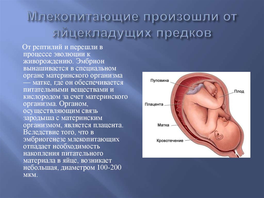 Подпишите самостоятельно на рисунке следующие органы плацента пуповина матка