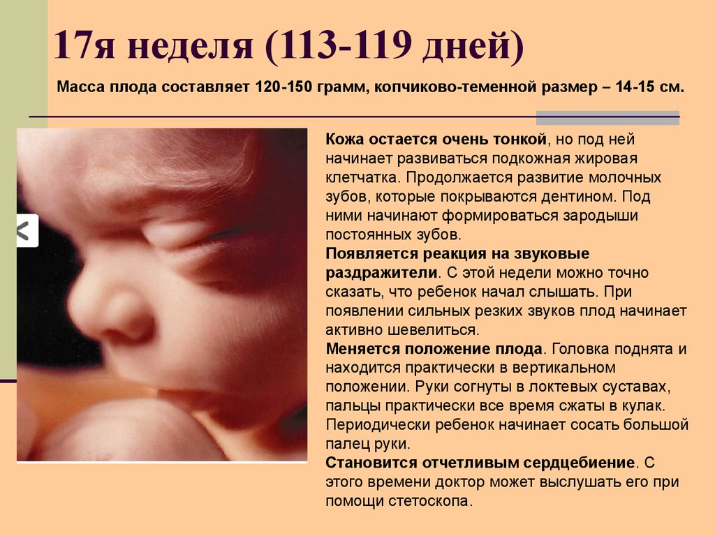 17 недель шевеление плода. 17 Недель беременности размер ребенка. Вес плода в 17 недель. Вес ребёнка в 17 недель беременности.