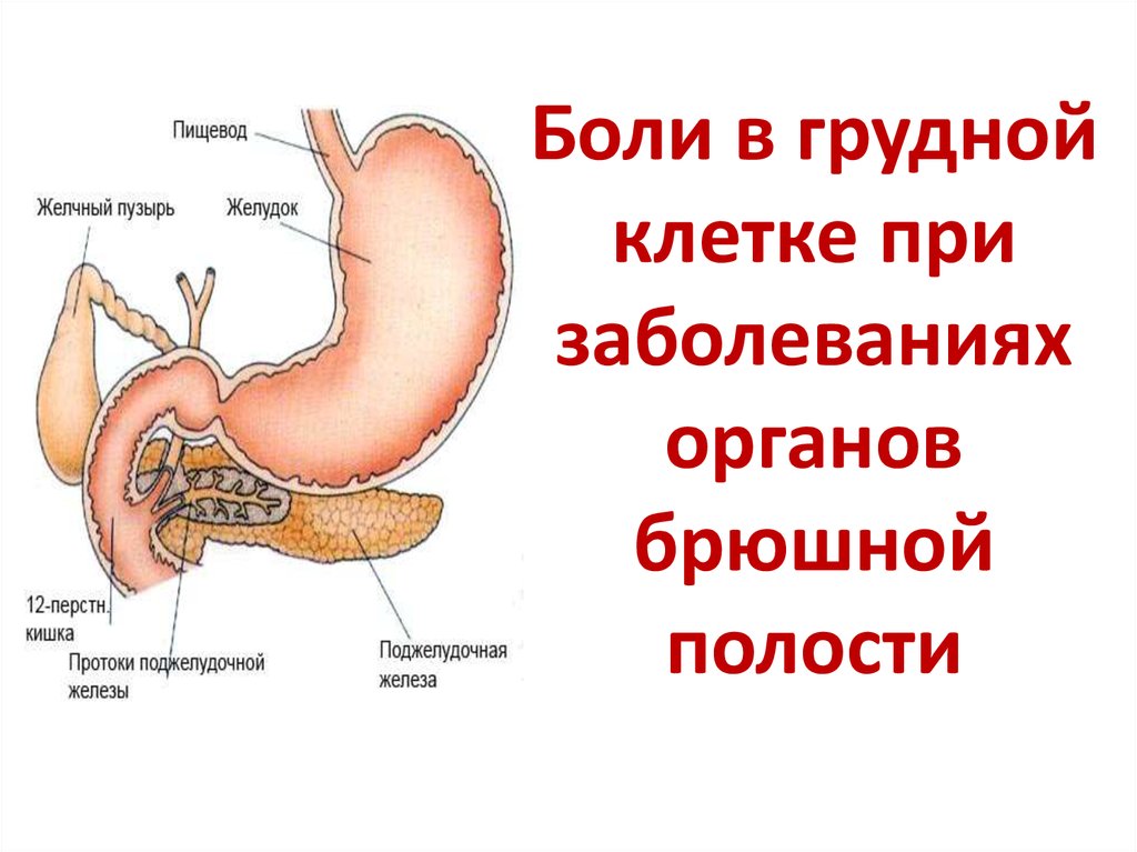 Пищевод желудок желчный пузырь