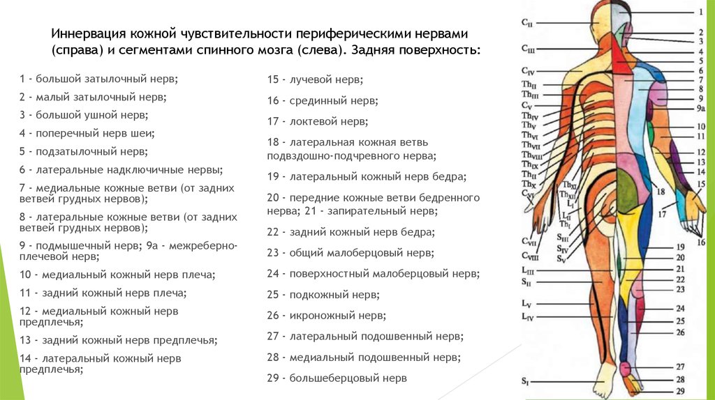 Левое тело 4. Схема иннервации позвоночника сегменты. Иннервация туловища схема. Схема иннервации тела сегментами спинного мозга. Зоны иннервации спинномозговых нервов схема.