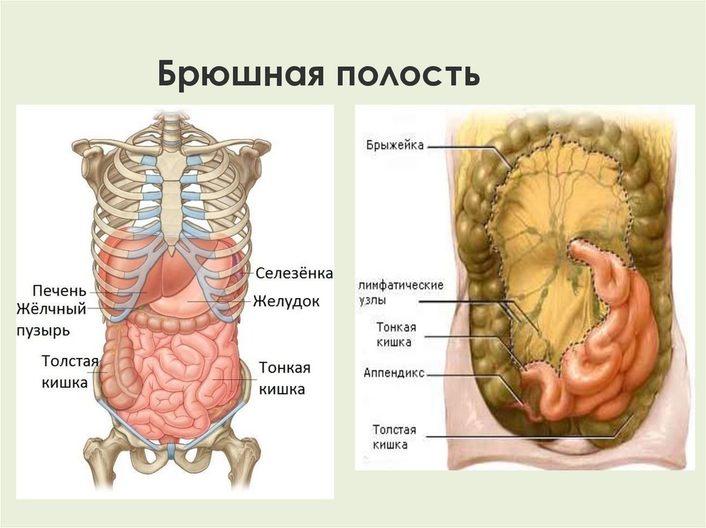 Верхняя часть толстая. Строение брюшной полости. Анатомия органов брюшной полости. Органы брюшной полости у мужчин.