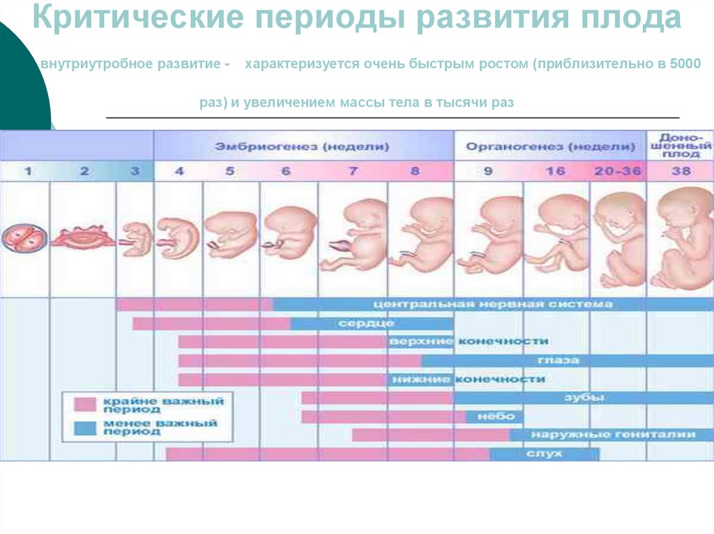 Развитие и описание по неделям и фото