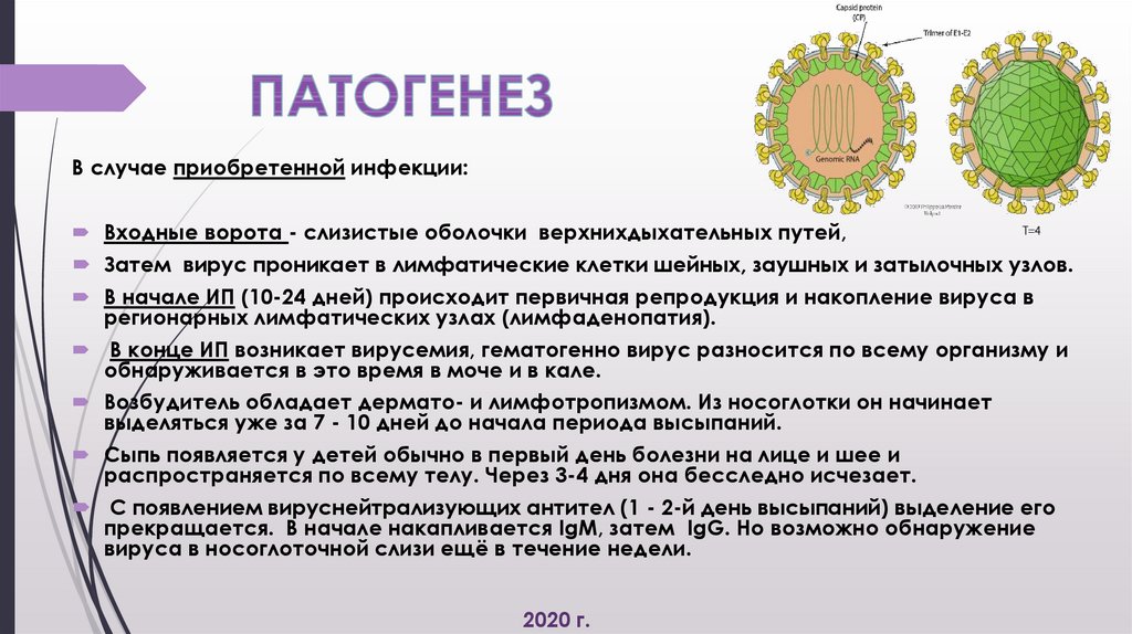 Краснуха вирус. Возбудитель краснухи фильтрующий вирус. Краснуха этиология. Этиология вируса краснухи. Патогенез краснухи схема.